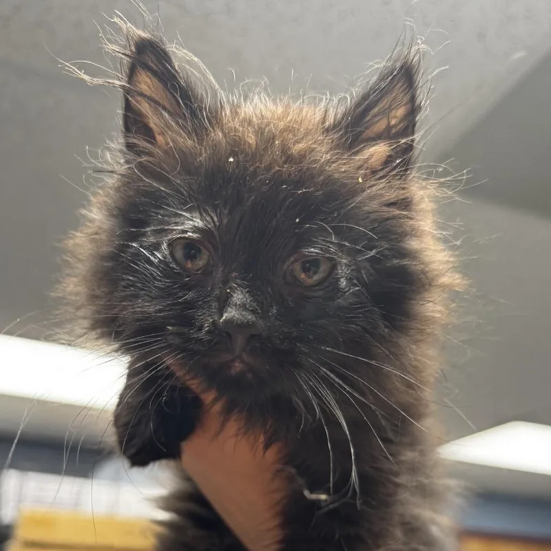 A baby small-sized female Black Domestic Long Hair cat named Barbra Streisand for adoption in St Joseph, MO