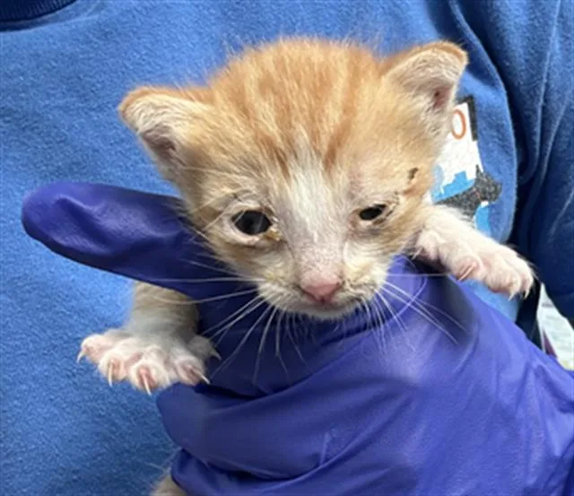 A baby medium-sized male Domestic Short Hair cat named Charmy for adoption in Dallas, TX