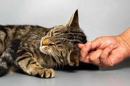 An adult medium-sized female Domestic Short Hair cat named Jude for adoption in Longmont, CO