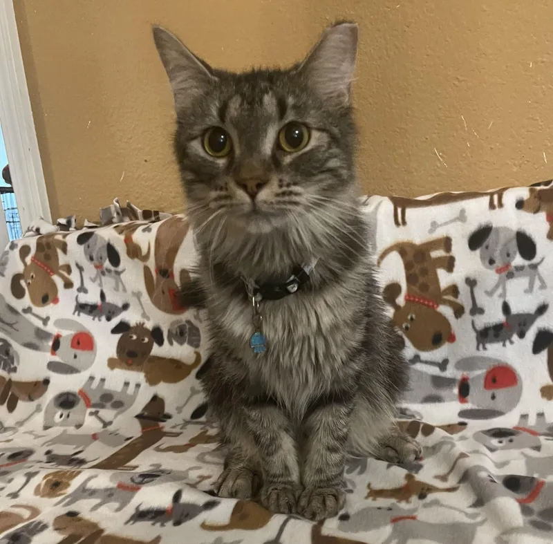 An adult medium-sized male Gray / Blue / Silver Domestic Medium Hair cat named Drake and Rake for adoption in San Antonio, TX