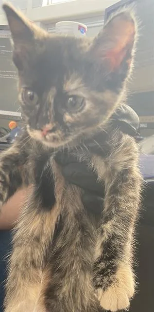 A baby medium-sized female Domestic Short Hair cat named Akeela for adoption in Dallas, TX