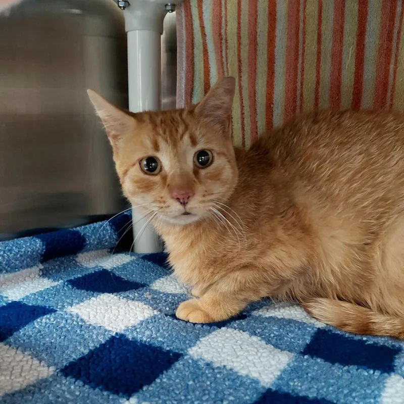 A senior large-sized male Orange / Red Domestic Short Hair cat named Cosmo for adoption in Philadelphia, PA