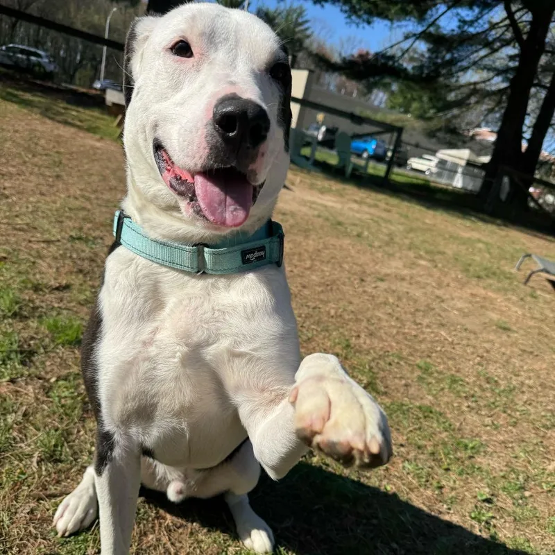 An adult medium-sized male Pit Bull Terrier dog named Jackson for adoption in Newark, DE