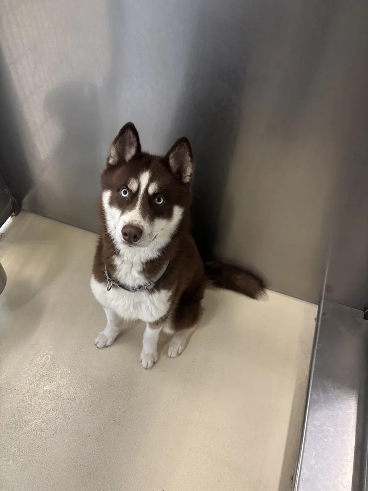 An adult large-sized male Tricolor (Brown, Black, & White) Husky dog named Count Draco for adoption in Kalamazoo, MI