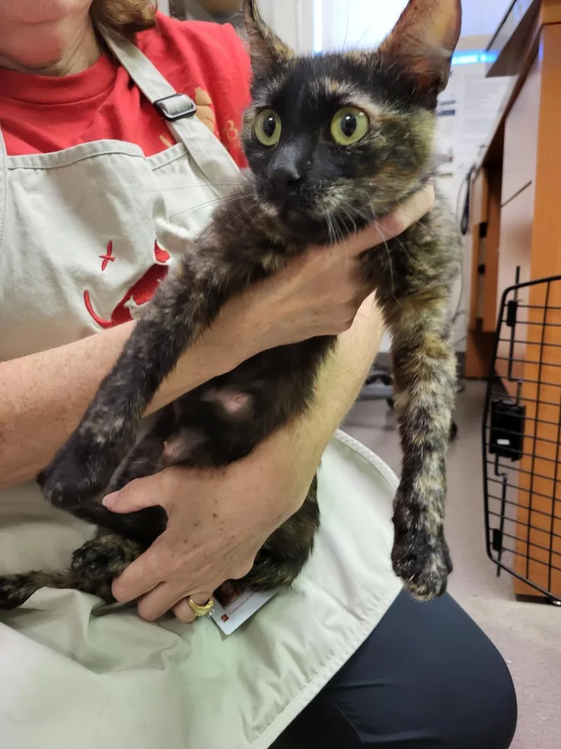 A young medium-sized female Domestic Short Hair cat named Shelley for adoption in Burbank, CA