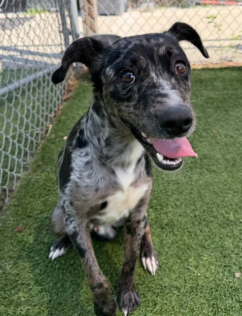 A young large-sized male Mixed Breed dog named Joss for adoption in Columbia, SC