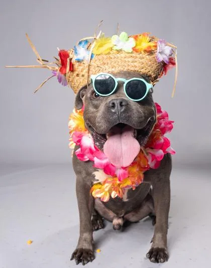 An adult medium-sized male Pit Bull Terrier dog named Gobster for adoption in Atlanta, GA
