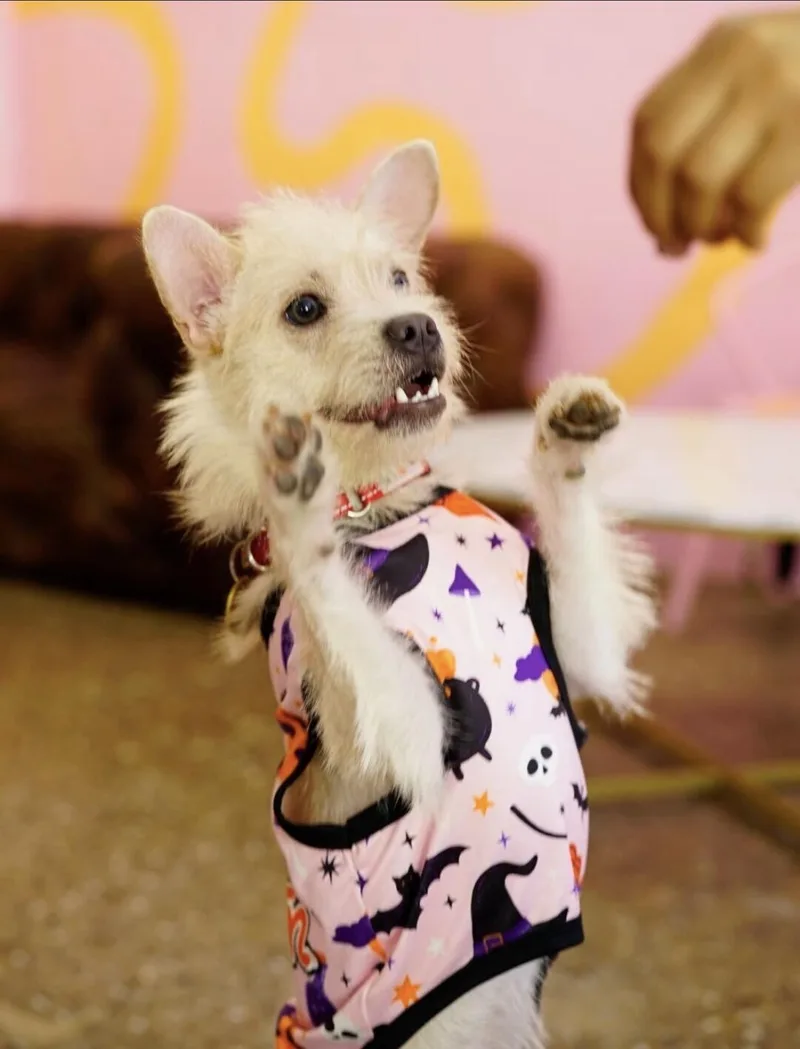 A young small-sized female Terrier dog named Harriet for adoption in Pasadena, CA