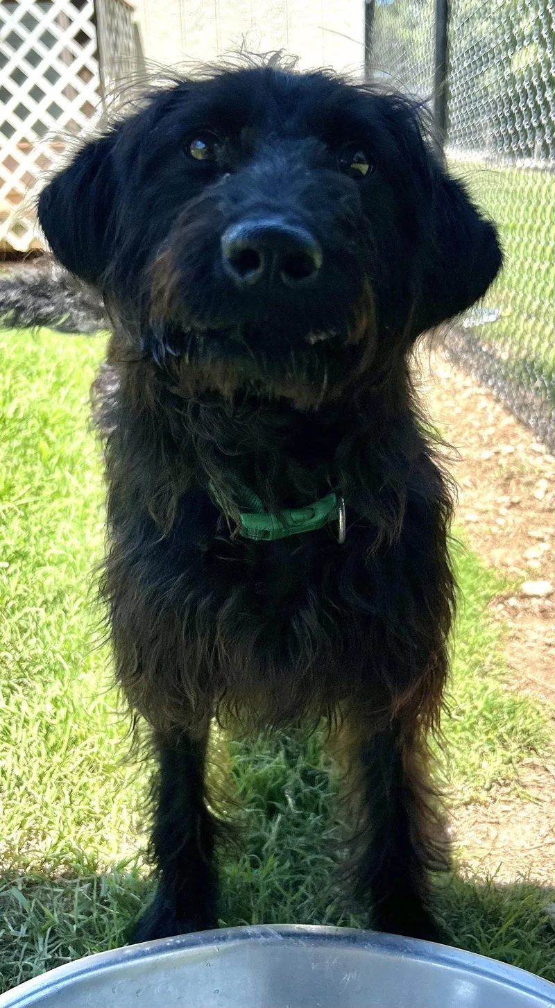 A baby medium-sized female Poodle dog named Miley May for adoption in Pacolet, SC