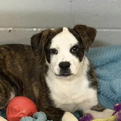 A baby medium-sized male Boxer dog named Pumpkin for adoption in Sacramento, CA