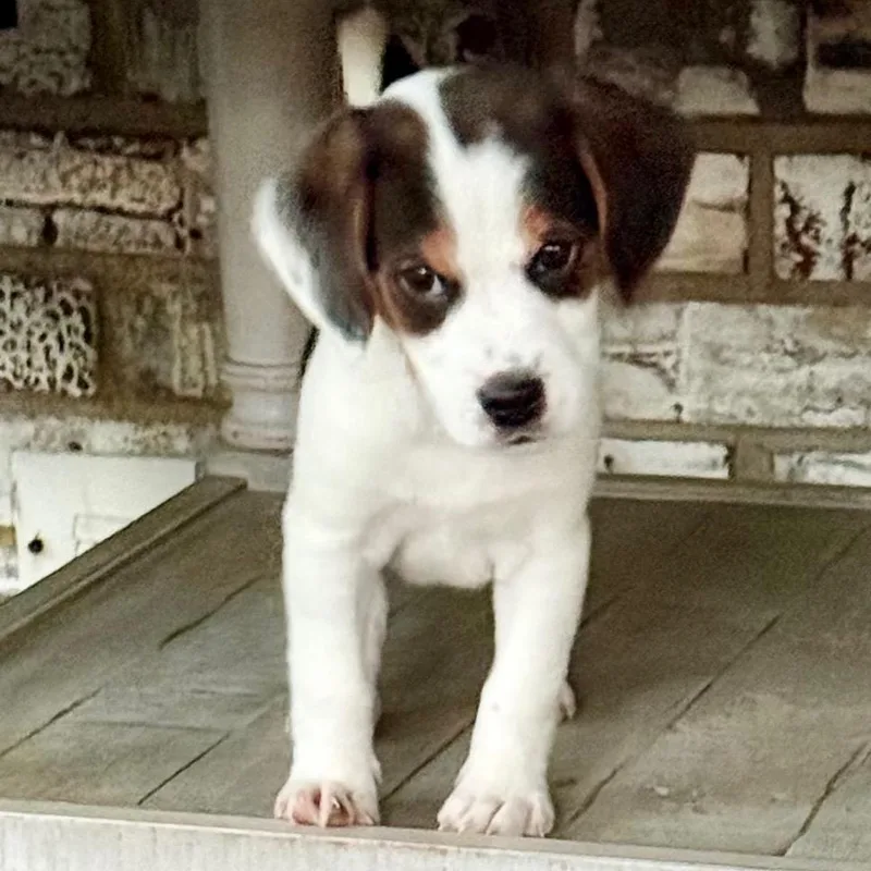 A baby small-sized male White / Cream Beagle dog named Charles for adoption in Cincinnati, OH