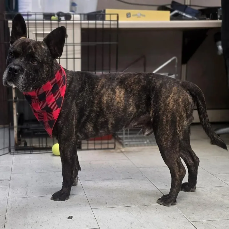 An adult medium-sized male Brindle Pit Bull Terrier dog named Sprout for adoption in Bellingham, WA