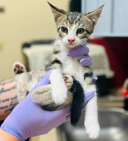 A baby small-sized male Domestic Short Hair cat named Leghorn for adoption in West Chester, PA