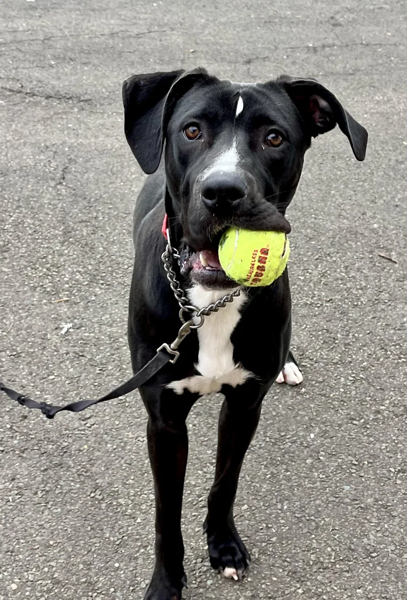 A baby large-sized female White / Cream Great Dane dog named Phoebe for adoption in Greenwich, CT