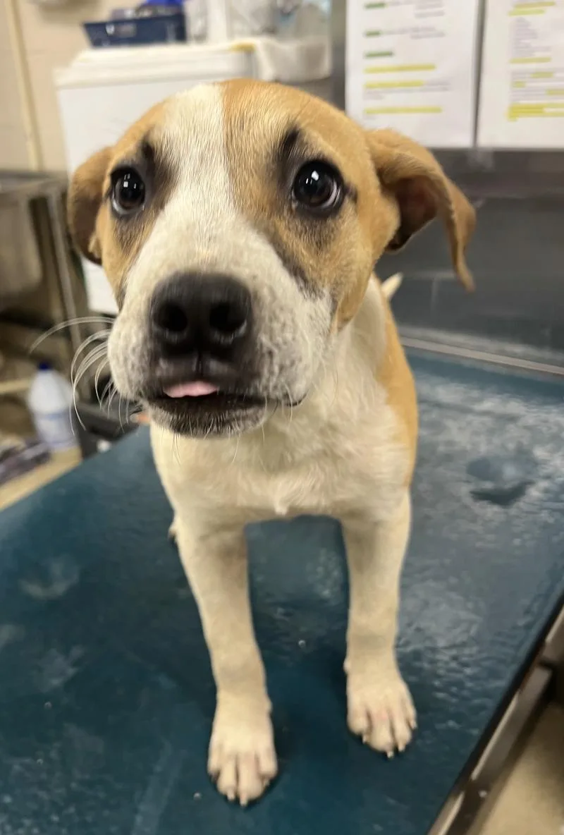 A young medium-sized male Yellow / Tan / Blond / Fawn Mixed Breed dog named Enja for adoption in Mobile, AL