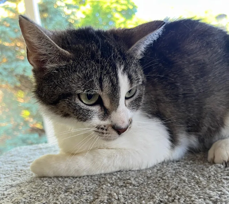 An adult medium-sized female Domestic Short Hair cat named Lunabelle for adoption in Fond Du Lac, WI