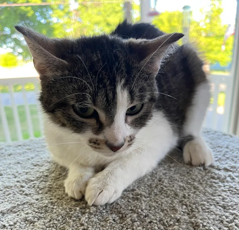 Lunabelle thumbnail 4