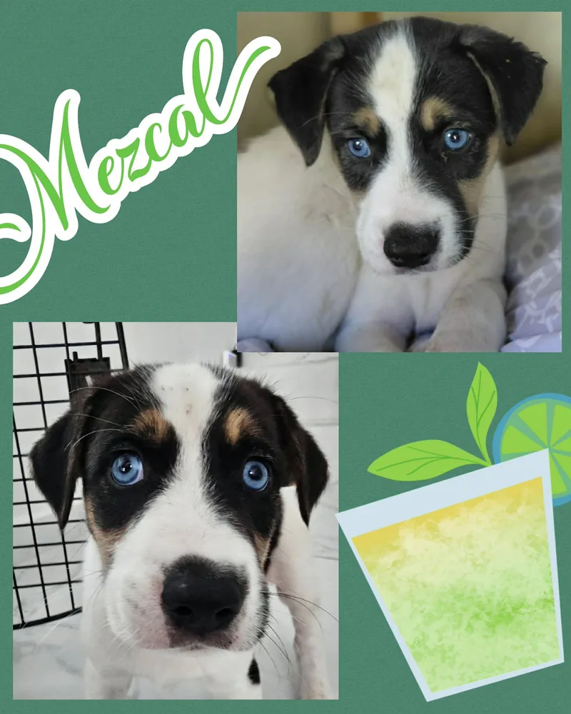 A baby medium-sized male White / Cream Labrador Retriever dog named Mezcal for adoption in Ringwood, NJ