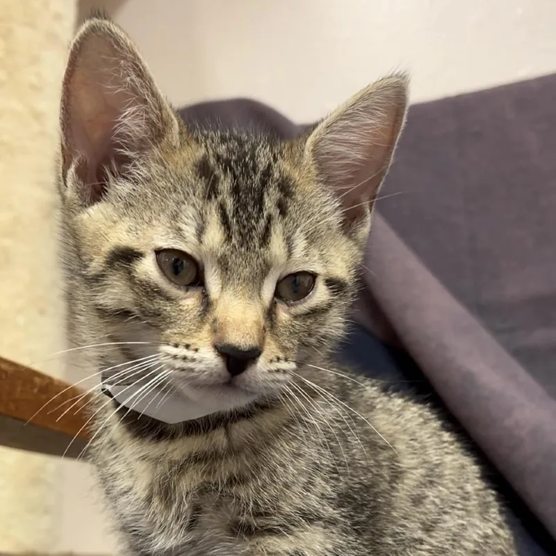 A baby small-sized male Brown / Chocolate Domestic Short Hair cat named Rocket for adoption in Middlebury, VT