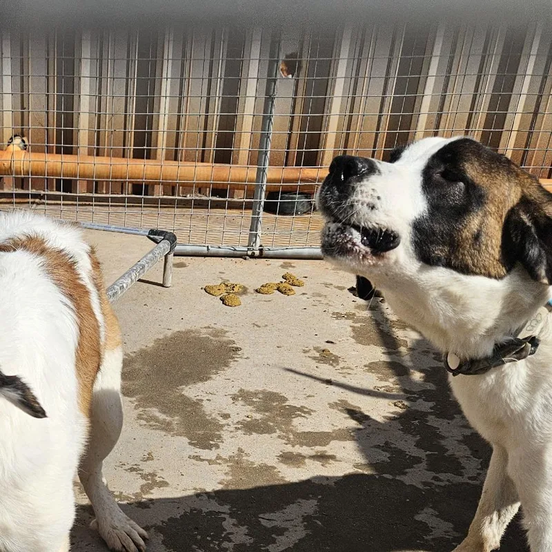 A young small-sized female White / Cream Saint Bernard dog named Winnie for adoption in Odessa, TX