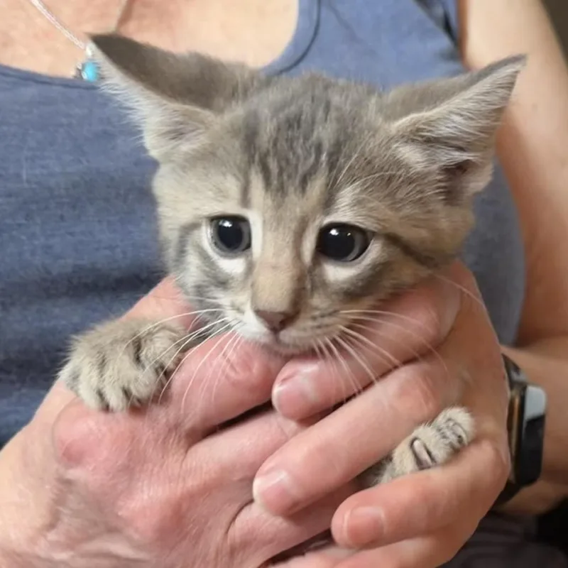 A baby small-sized female Gray / Blue / Silver Domestic Short Hair cat named McMuffin for adoption in Midland, TX