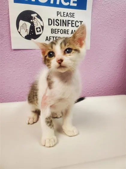 A baby small-sized male Gray / Blue / Silver Domestic Short Hair cat named Ron Weasley for adoption in El Paso, TX