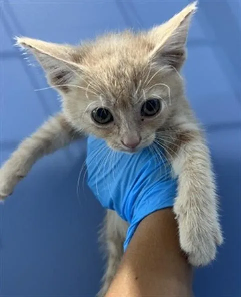 A baby small-sized female Domestic Short Hair cat named Aurora for adoption in San Bernardino, CA