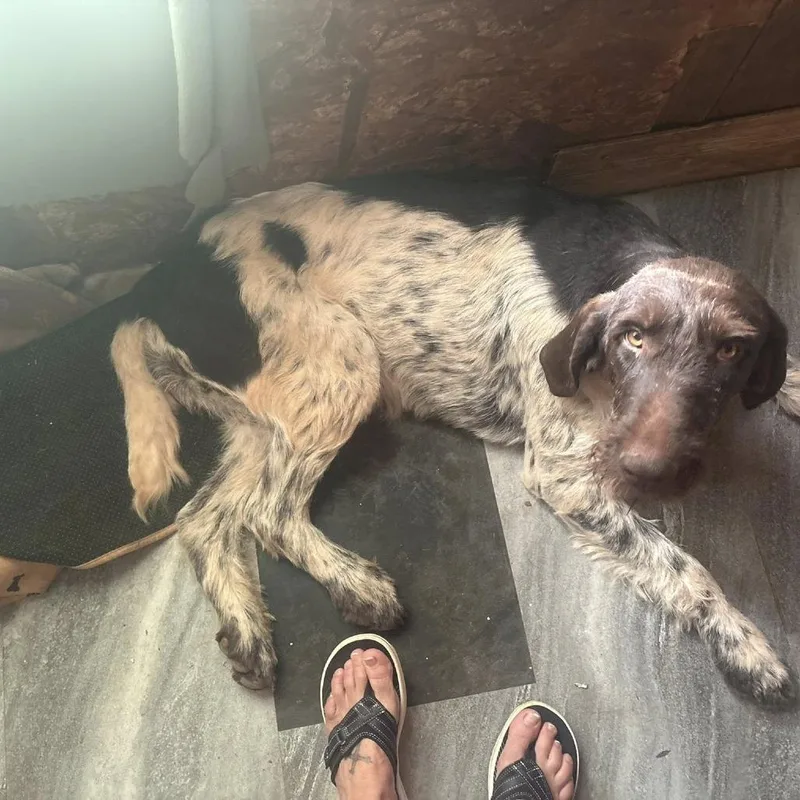 An adult small-sized female Brown / Chocolate German Wirehaired Pointer dog named Daisy for adoption in Santa Rosa, CA