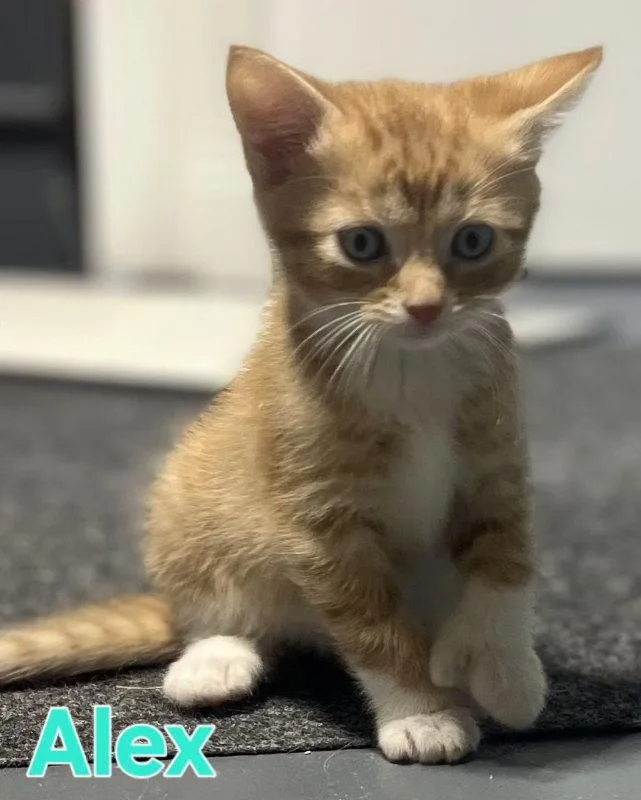 A young medium-sized male Orange / Red Domestic Short Hair cat named Alex for adoption in Delran, NJ