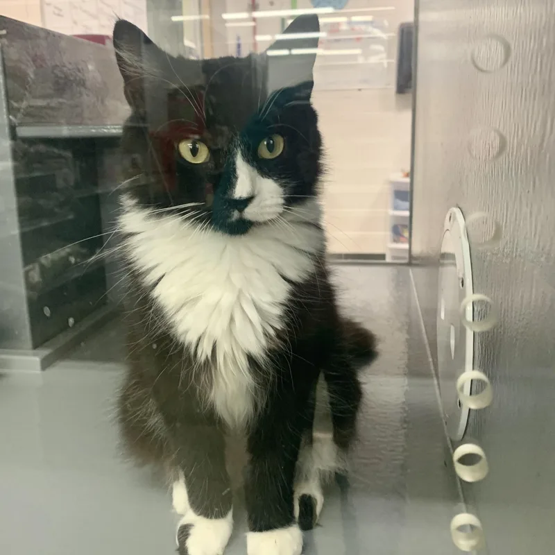 A young medium-sized female Black & White / Tuxedo Domestic Medium Hair cat named Morgana for adoption in Richmond, VA