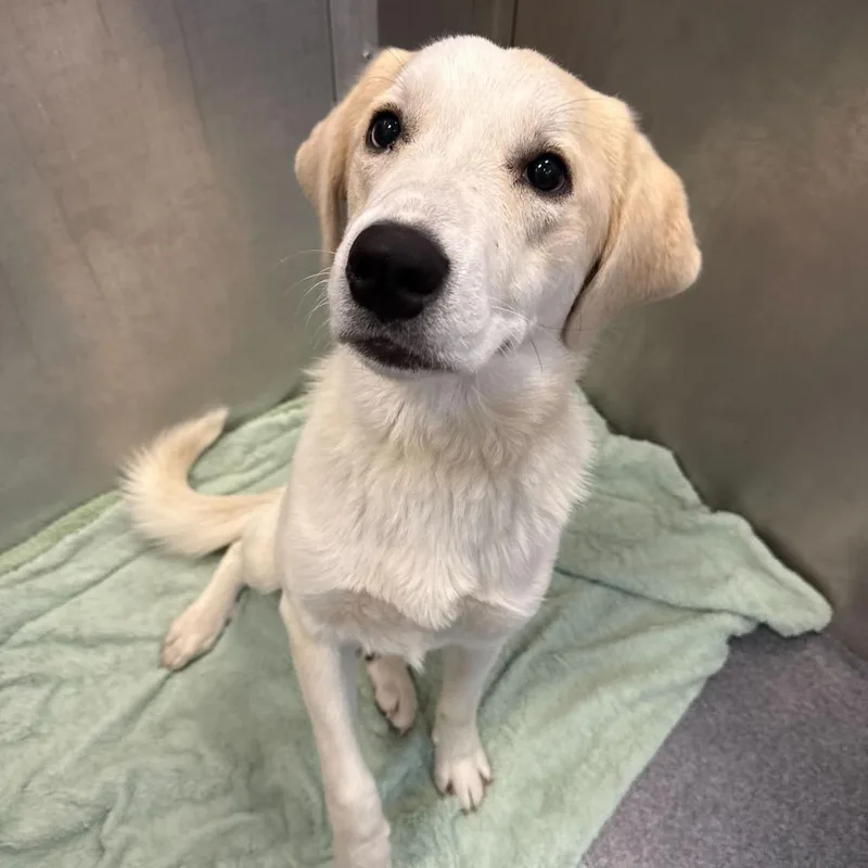 A young medium-sized female White / Cream Great Pyrenees dog named Edith for adoption in Brooklyn, NY