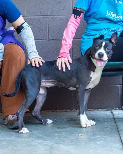 An adult medium-sized female Mixed Breed dog named Ocarina for adoption in Chamblee, GA