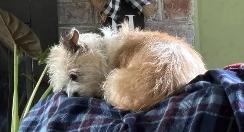 A young small-sized female Yorkshire Terrier dog named Bella for adoption in Forest, VA