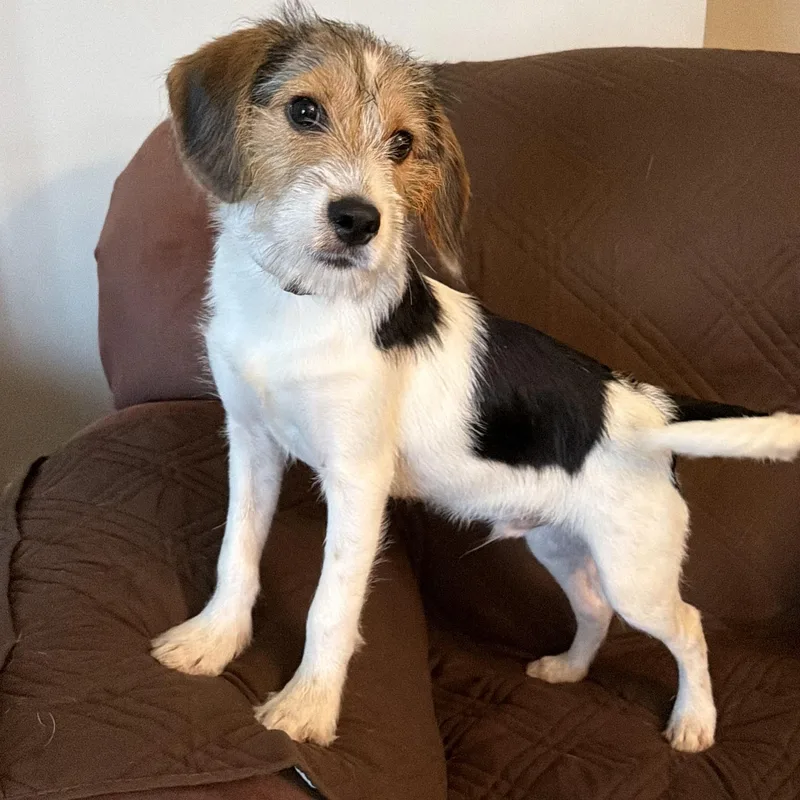 A baby small-sized male Rat Terrier dog named Jackson for adoption in Libertyville, IL