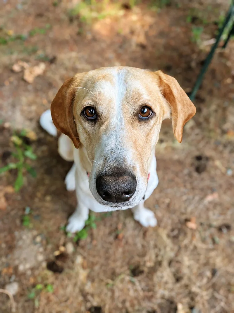 A young large-sized female Apricot / Beige Labrador Retriever dog named Sadie for adoption in Olympia, WA