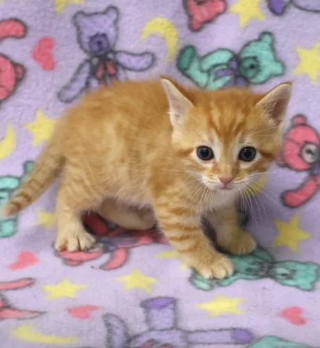 A baby medium-sized male Domestic Short Hair cat named Bumpkin for adoption in Thief River Falls, MN
