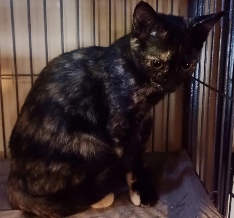 A baby medium-sized female Tortoiseshell Domestic Short Hair cat named Celeste for adoption in Jacksonville, FL