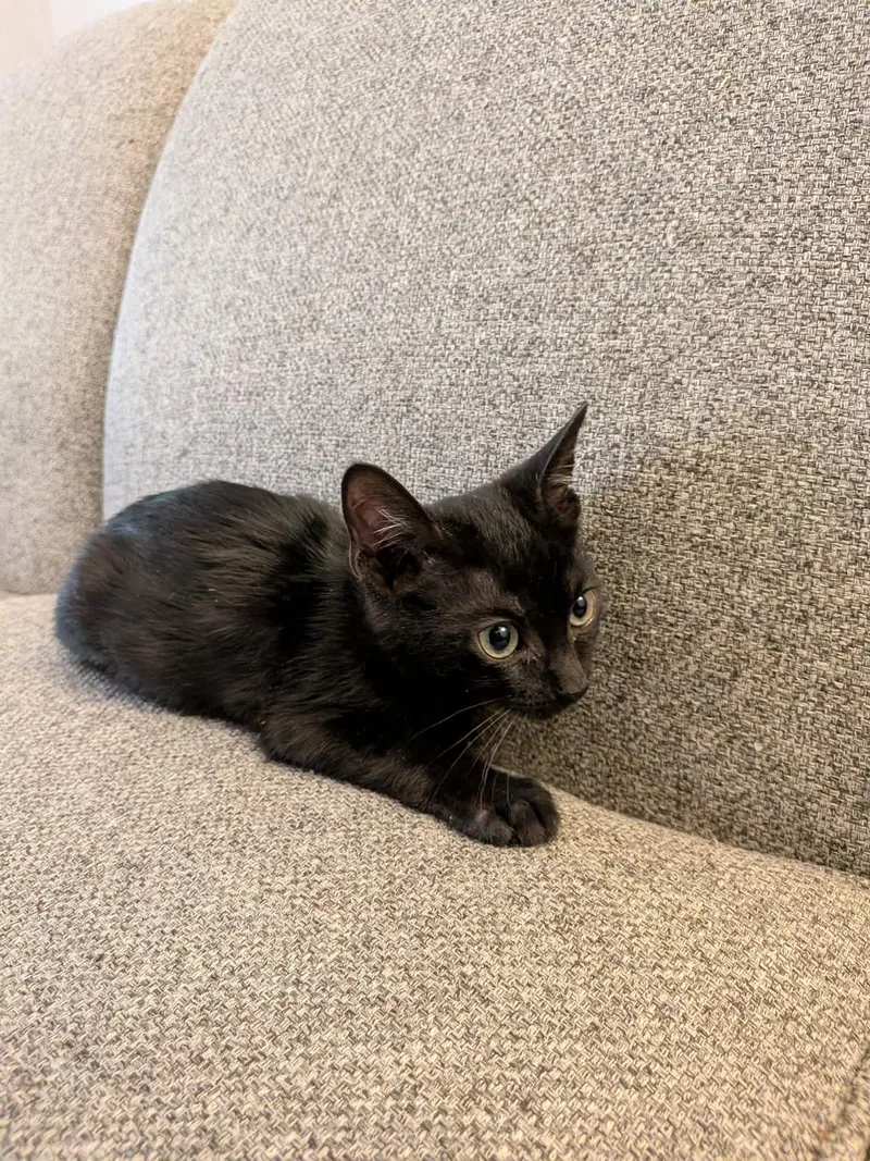 A baby small-sized male Black Domestic Short Hair cat named Cayenne for adoption in Bayonne, NJ