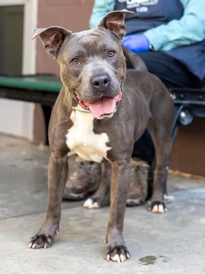 An adult large-sized male Mixed Breed dog named Blue for adoption in Chamblee, GA
