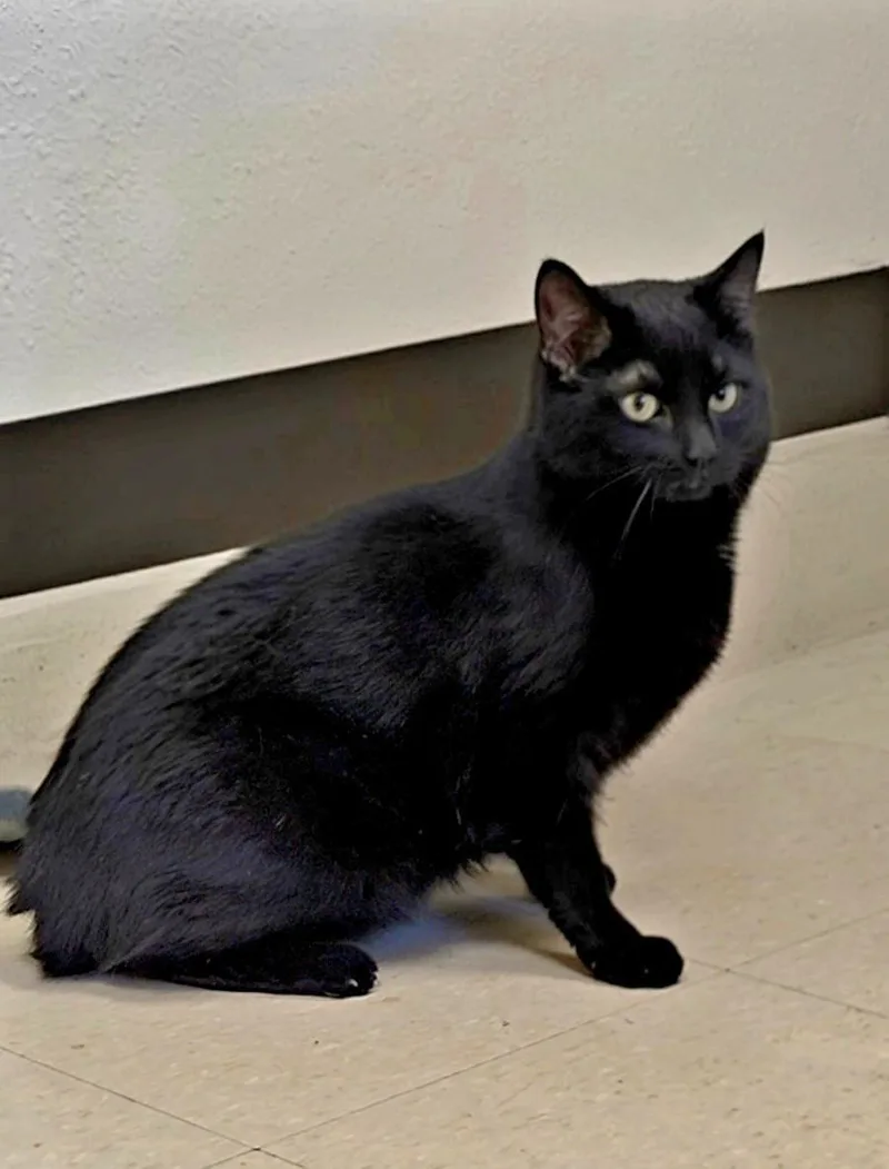 An adult medium-sized female Black Domestic Short Hair cat named Daisy for adoption in Red Wing, MN