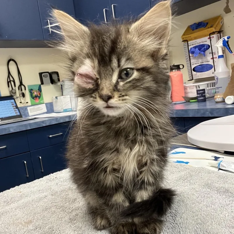A baby small-sized female Black Domestic Medium Hair cat named Lexa for adoption in Lynchburg, VA
