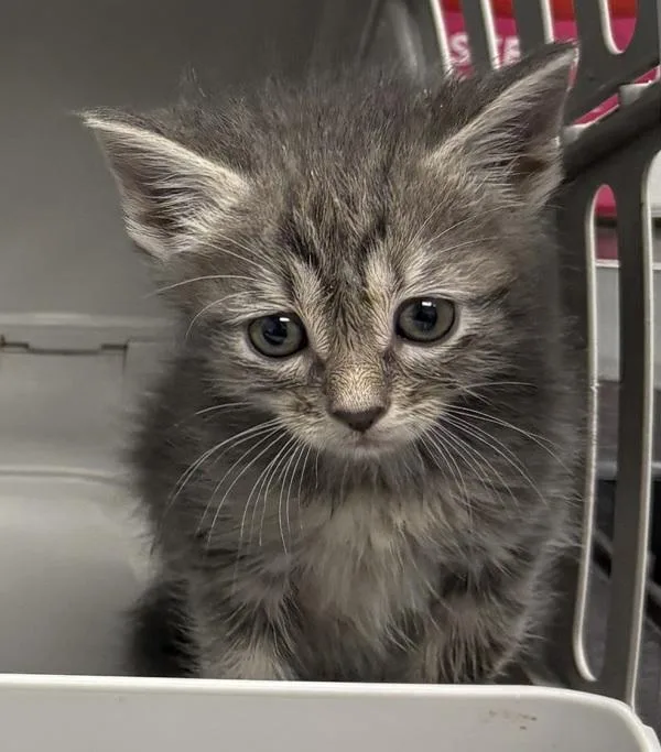 A baby small-sized male Domestic Short Hair cat named In Fooster for adoption in Lawrenceville, GA