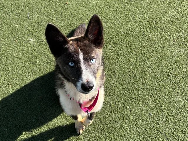 A young small-sized female Siberian Husky dog named Mayfly for adoption in Martinez, CA