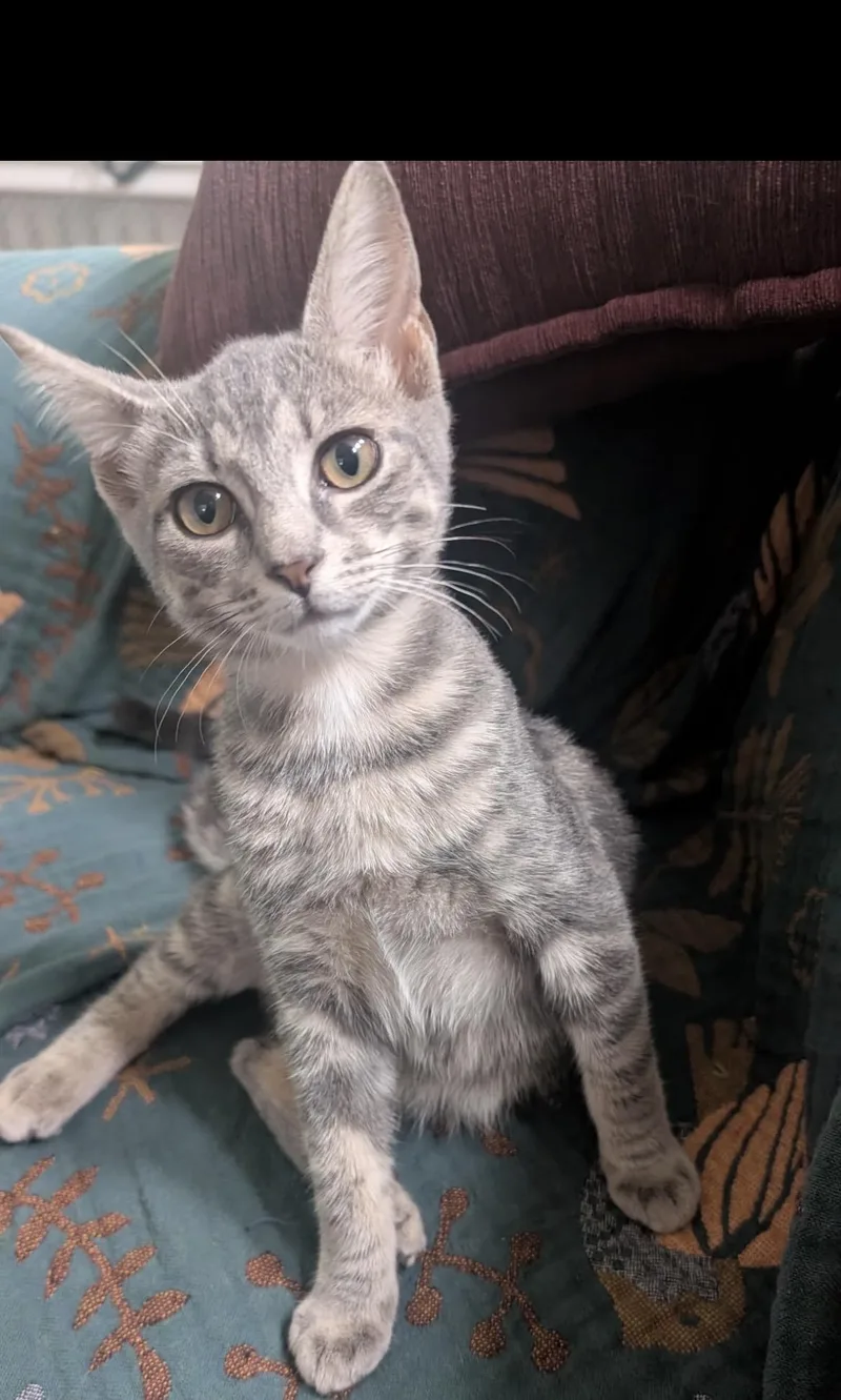 A baby small-sized female Domestic Short Hair cat named Raya for adoption in Havertown, PA