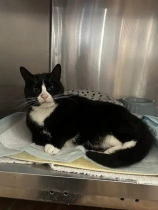 An adult small-sized male Black & White / Tuxedo Domestic Short Hair cat named Tiger for adoption in Annapolis, MD
