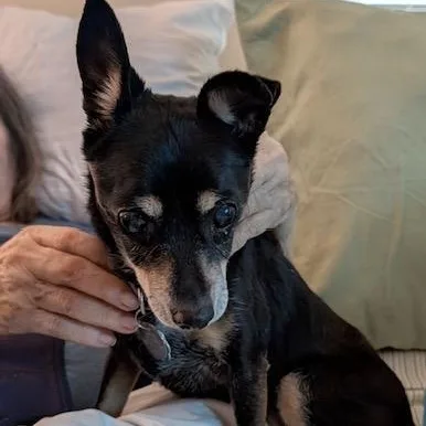 A senior small-sized female Tricolor (Brown, Black, & White) Chiweenie dog named Lucy for adoption in Lambertville, NJ