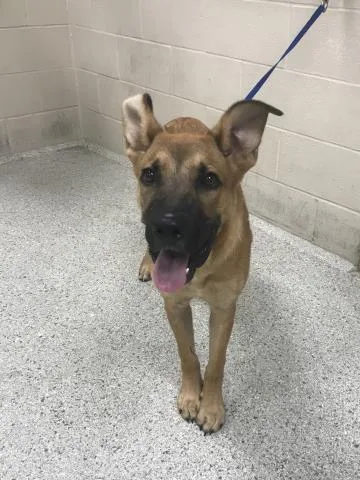 A young medium-sized male Great Dane dog named A for adoption in Conroe, TX