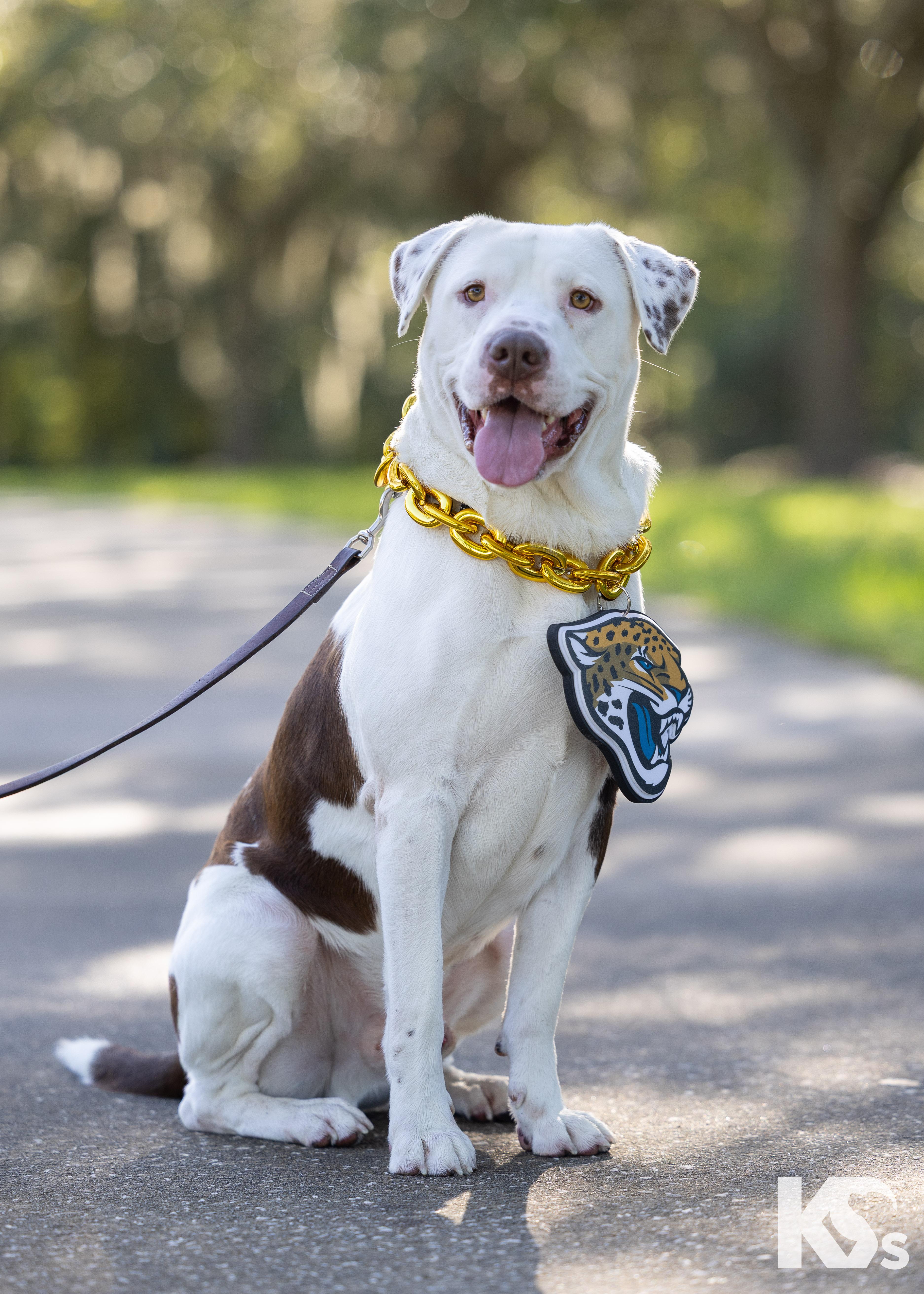 A young large-sized male American Bulldog dog named Fenrir for adoption in Ponte Vedra, FL