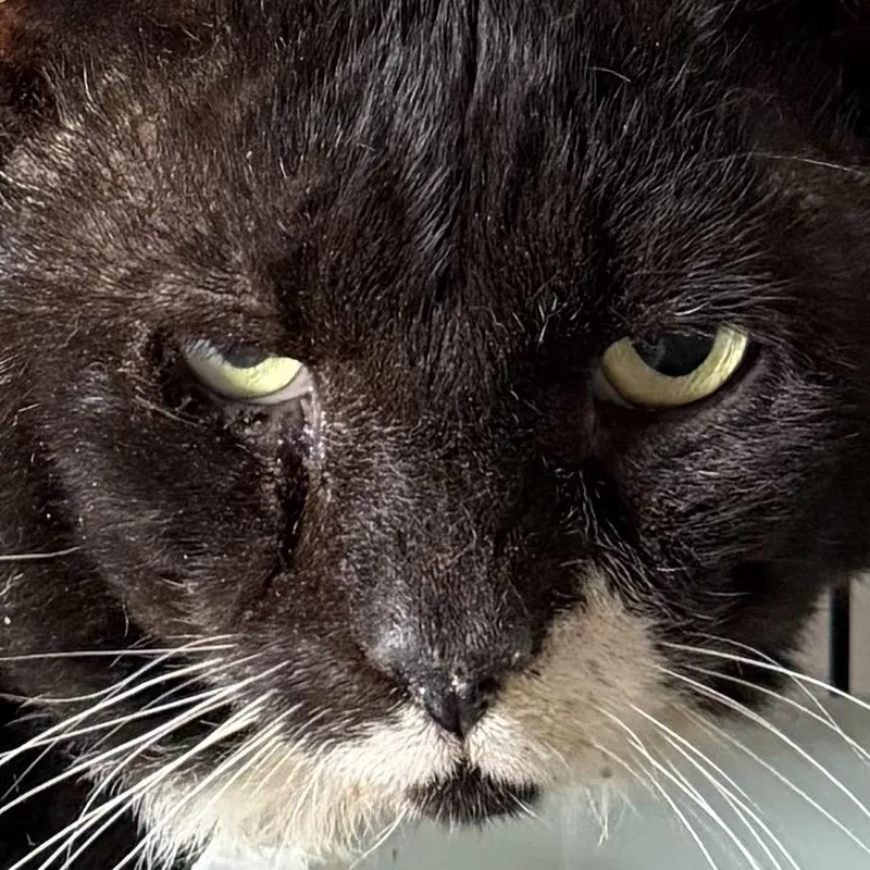 A senior small-sized male Black Domestic Short Hair cat named Bobby B for adoption in Titusville, FL
