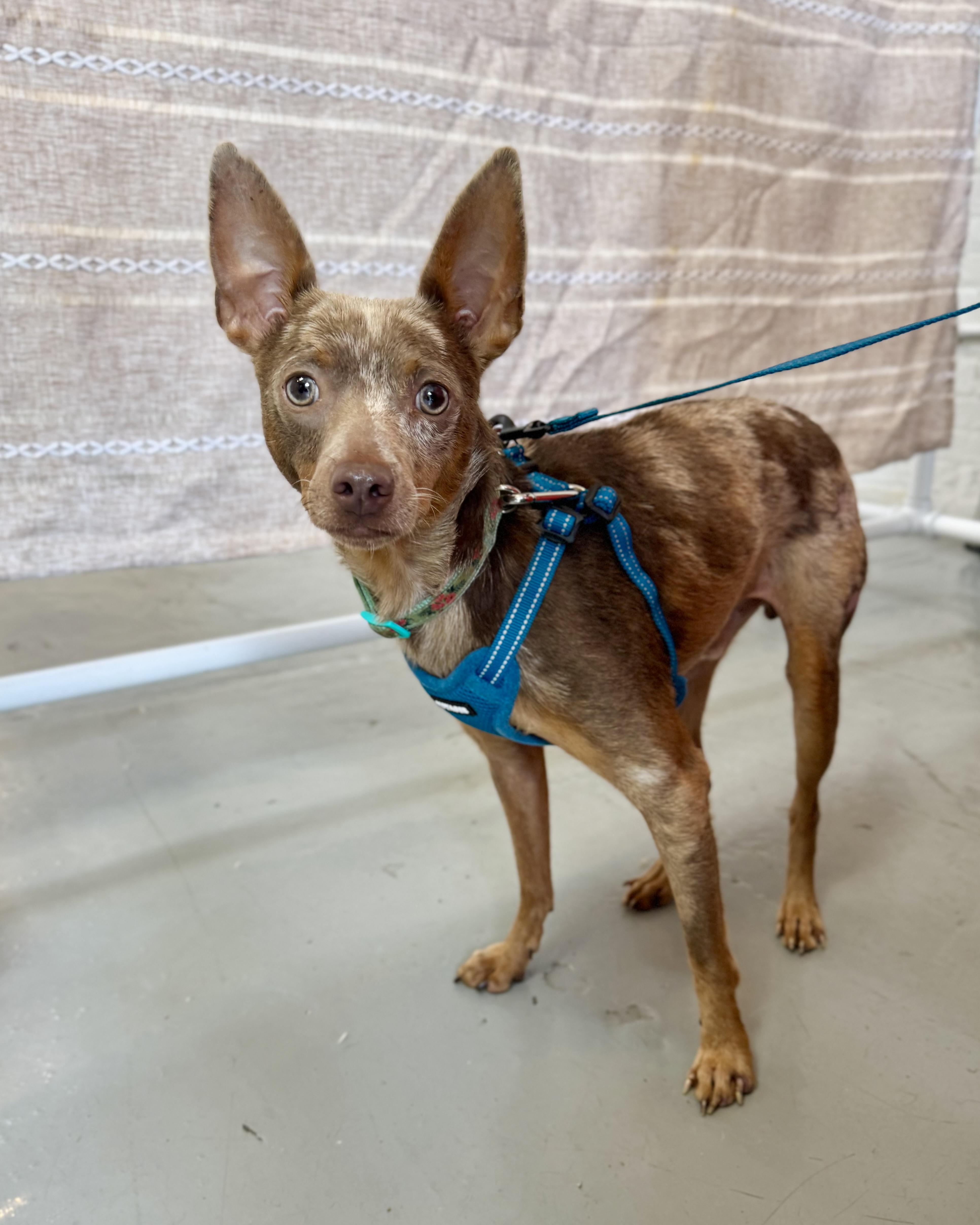 A young small-sized male Merle (Red) Chihuahua dog named Happy Together for adoption in New York, NY